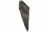 Partial, Fossil Megalodon Tooth - South Carolina #320676-1